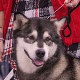 Gina - Alaskan Malamute