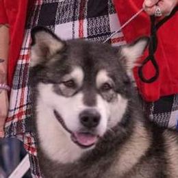 Gina - Alaskan Malamute