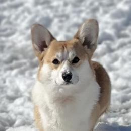 Pembroke Welsh Corgis from BellamyHills Corgis