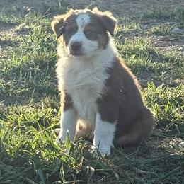 Libby - Red tri-color female Australian Shepherd puppy in Preston, Idaho from KC Bar Ranch Aussies