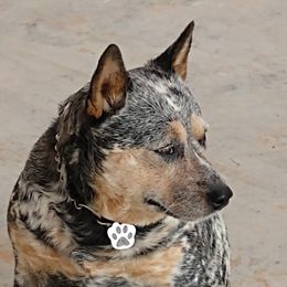 Brandi - Australian Cattle Dog