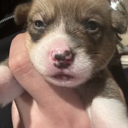 Mistletoe - Sable male Pembroke Welsh Corgi puppy in Orangevale, California from Corgis of the Heart