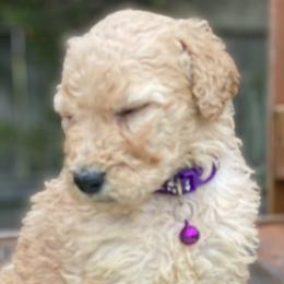Goldendoodles from Yemeila's Goldendoodles