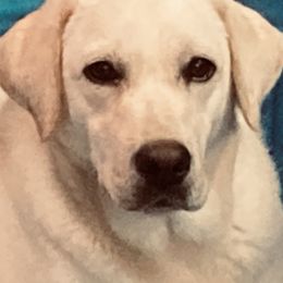 Belle - Labrador Retriever