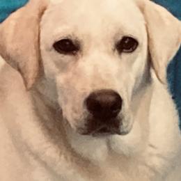 Belle - Labrador Retriever