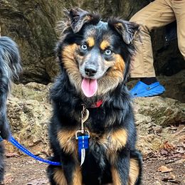 Stella - Miniature Australian Shepherd