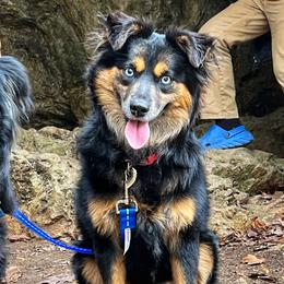 Stella - Miniature Australian Shepherd