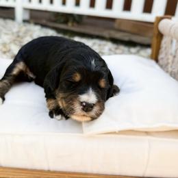 Clifford - Phantom male Bernedoodle puppy in Wamego, Kansas from Doodles of Oz