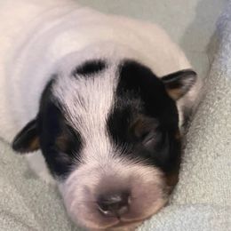 Girl 2 - Blue speckled female Australian Cattle Dog puppy in Libby, Montana from RnB Cattle Dogs LLC