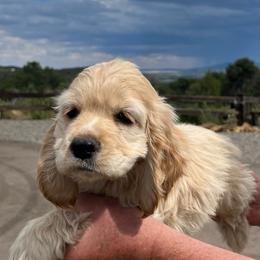 Boy 2 - Buff male Cocker Spaniel puppy in Trinidad, Colorado from Sweet Cockers