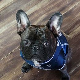 French Bulldogs from JSM Industries LLC DBA French Kisses of Texas