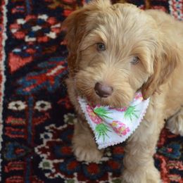 Australian Labradoodles from Chestnut Hill Australian Labradoodles