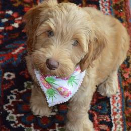 Australian Labradoodles from Chestnut Hill Australian Labradoodles