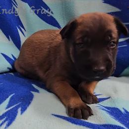 Indy's Gray - Mahogany male Belgian Malinois puppy in Berry, Alabama from North River k9