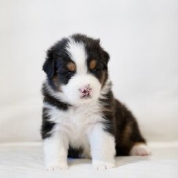 Barrett - Black tri-color Australian Shepherd puppy in Patchogue, New York from South Shore Aussies