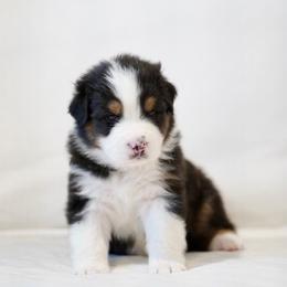 Barrett - Black tri-color Australian Shepherd puppy in Patchogue, New York from South Shore Aussies