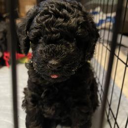Poodle Puppies from Johnson’s Wine Country Poodles