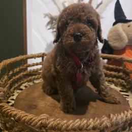 Red collar boy - Red  male Goldendoodle puppy in Bristol, Tennessee from 4goldendoodles
