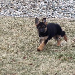 German Shepherd Puppies from Vom Musselman