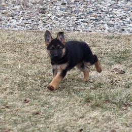 German Shepherd Puppies from Vom Musselman