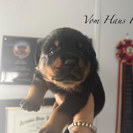 Girl two - Black and mahogany female Rottweiler puppy in Cleveland, Texas from Vom Haus Fantasy Rottweiler Kennel