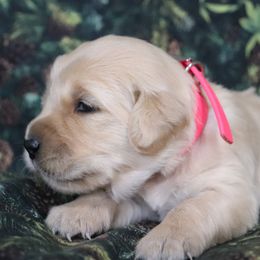Girl 3 - Golden female Golden Retriever puppy in Great Falls, Montana from VS Golden Fields
