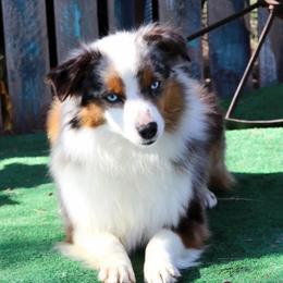 Willow - Toy Australian Shepherd