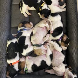 Basset Hound Puppies from April Torres