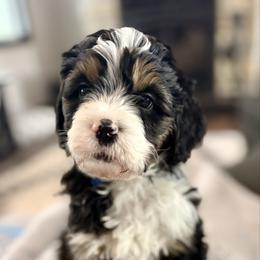 Periwinkle collar boy - Tri-color male Bernedoodle puppy in Lake, Michigan from 3 King Doodles & Poodles