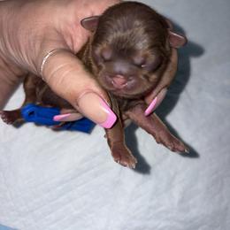 Johnny Gill - Chocolate and tan male Shih Tzu puppy in Escondido, California from CRUZ Canines's Shih Tzus