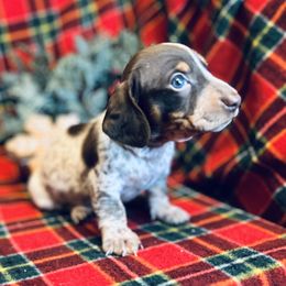 Ron - Chocolate and tan male Dachshund puppy in Stilwell, Oklahoma from MB’s Dachshunds