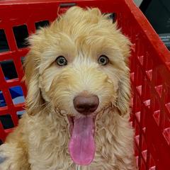 Spenser - Australian Cobberdog puppy from Labe's Australian Cobberdogs