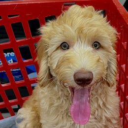Spenser - Australian Cobberdog puppy from Labe's Australian Cobberdogs