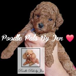 Oliver - Red  male Poodle puppy in Hartsdale, New York from Poodle Pals By Jen