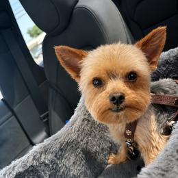 Pichi - Yorkshire Terrier