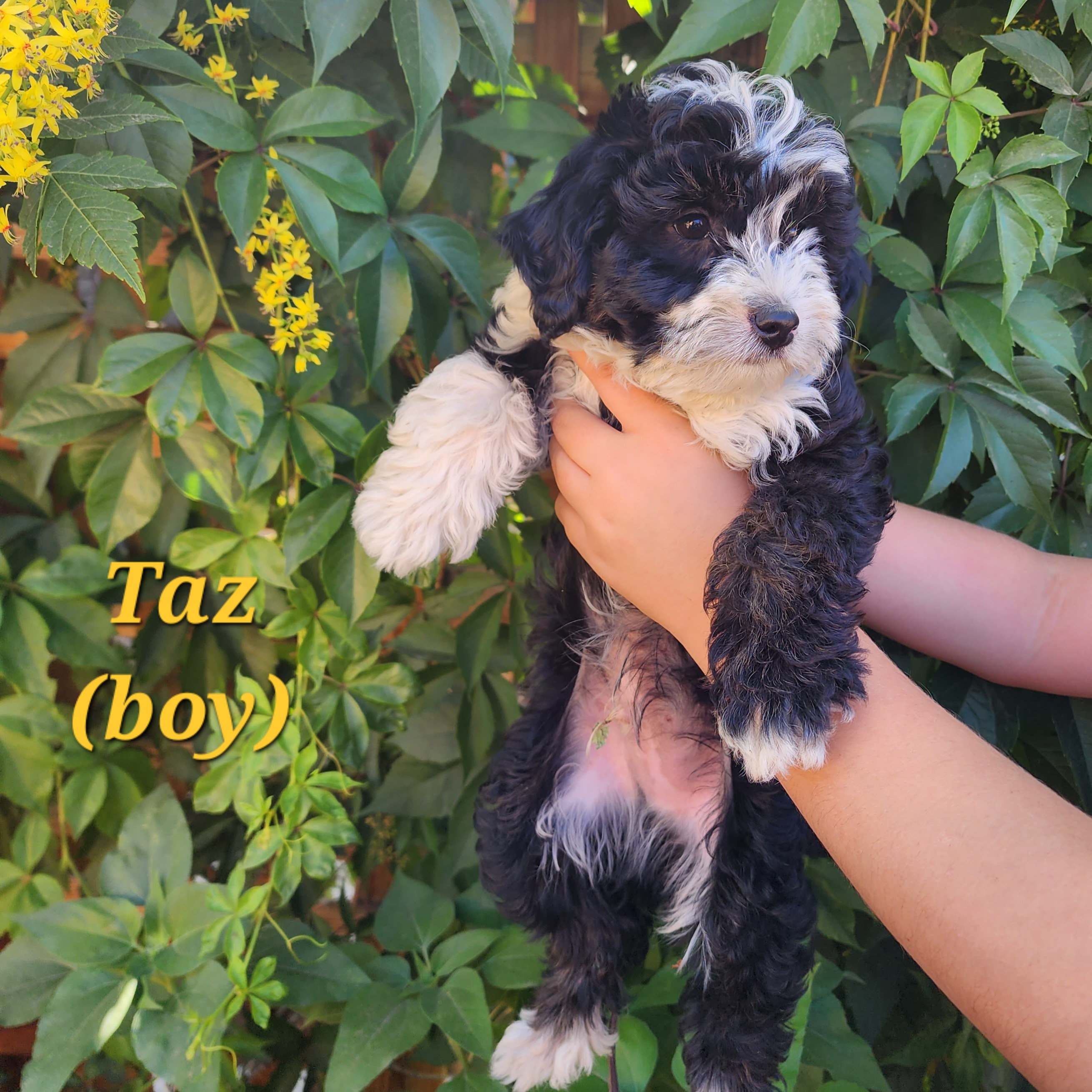 Boy 2 - Taz - Tri-color Bernedoodle puppy in Salt Lake City, Utah from Doni Doodles & Danes