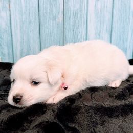 Girl 2 - American Eskimo Dog puppy in Live Oak, Florida from Pecan Ridge Puppies