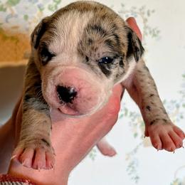 Girl 1 - female Alapaha Blue Blood Bulldog puppy in Grafton, Ohio from Eclipse Alapaha Kennels