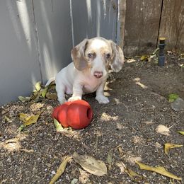 Dachshund Puppies from Over The Moon Dachshunds