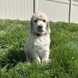 Blossom (Pink Collar) - Cream female Poodle puppy in Monroeville, Pennsylvania from K & A Standard Poodles