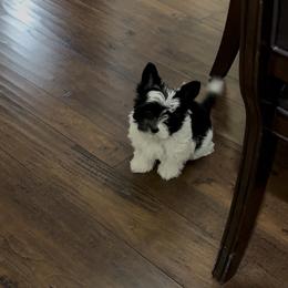 Sweet boy - Parti male Yorkshire Terrier puppy in Virginia from Yorkies of Boston