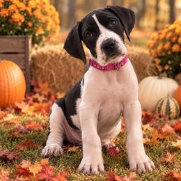 Puppy 8 - Mantle female Great Dane puppy in Ocala, Florida from Oak Haven Great Danes