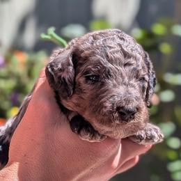 Green Collar - Merle female Goldendoodle puppy in Olympia, Washington from Sinclairdoodles