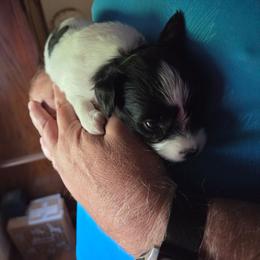 Trey - White and black male Papillon puppy in Cedarville, Ohio from Happy Paps