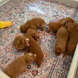 Nova Scotia Duck Tolling Retriever Puppies from RisingSon Nova Scotia Duck Tollers and Bullmastiffs