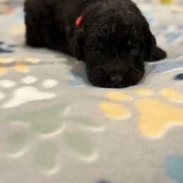 Goldendoodle and Poodle Puppies from Southern Stroll Poodles & Doodles