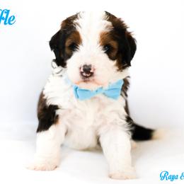 Waffle - Sable male Bernedoodle puppy in Diamond Bar, California from Furrytaildoodles