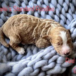 Poodle Puppies from Katie’s Standard Poodles