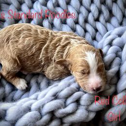 Poodle Puppies from Katie’s Standard Poodles