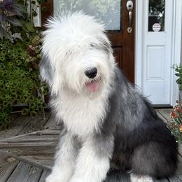 Ophelia - Old English Sheepdog